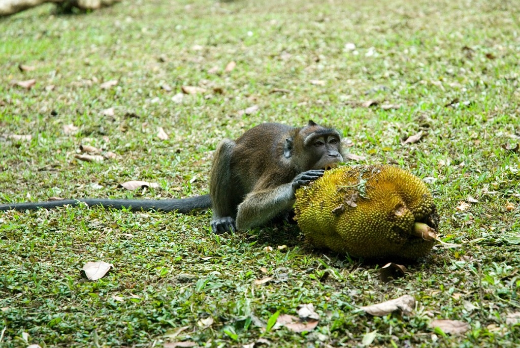 Abe Bohol_PHI4147.jpg - Long-tailed macaque (Macaca fascicularis) Rajah Sikatuna National Park The Philippines January 2008